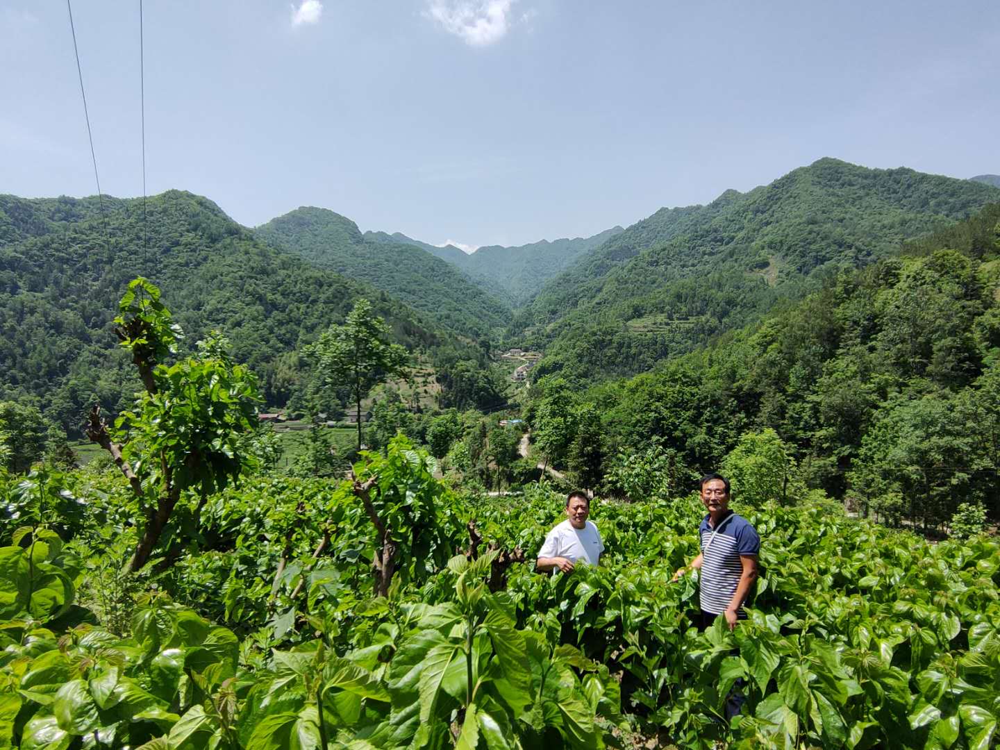 寶業(yè)公司送物資送技術 全力幫扶麻廟村高起點發(fā)展蠶桑產業(yè)